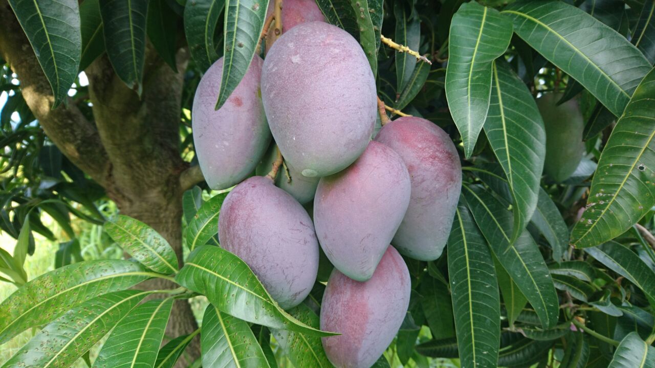 objevte tajemství hubnutí s africkým mangem – přírodní pomocník pro zdravou a efektivní redukci váhy.