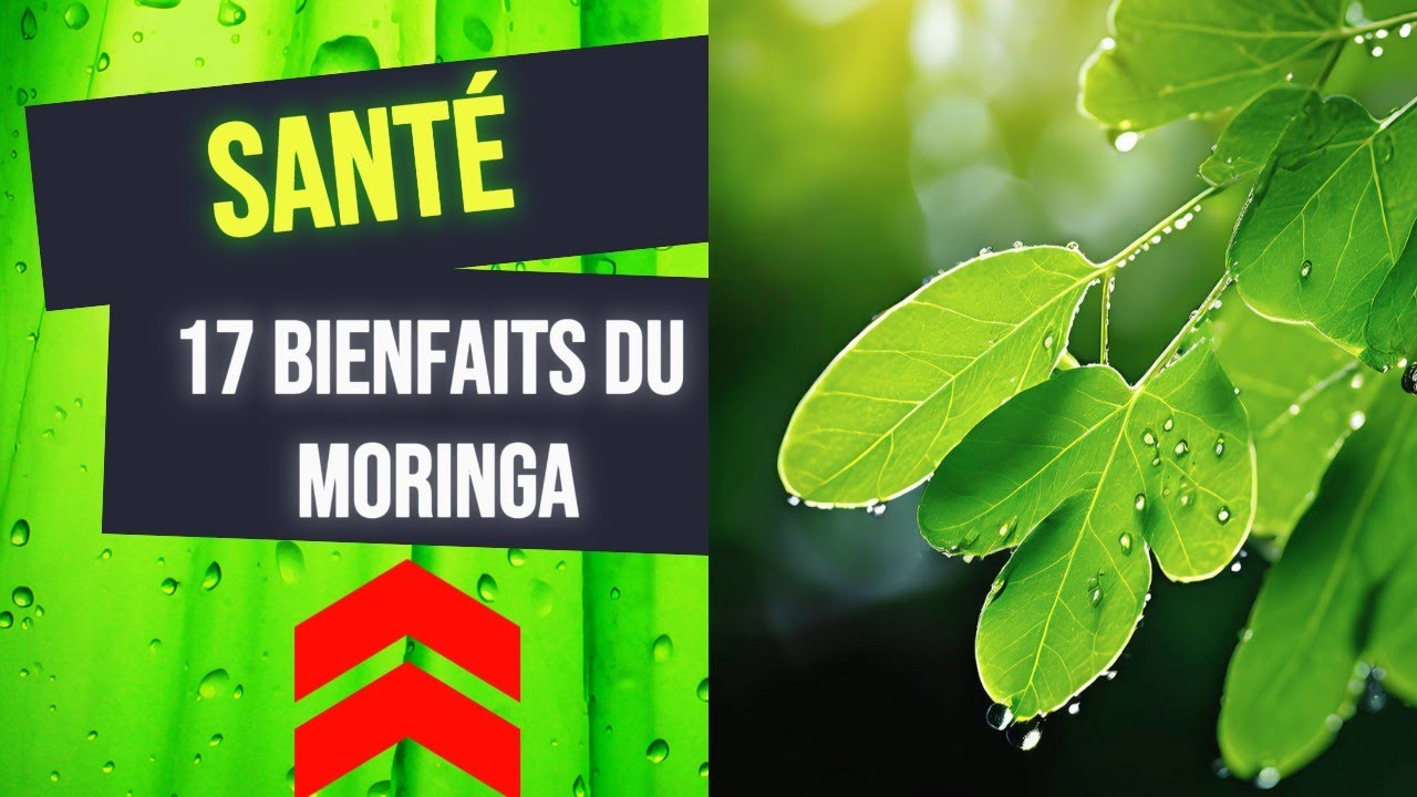 objevte sílu moringy pro lepší zdraví a vitalitu. přírodní zdroj vitamínů, minerálů a antioxidantů pro podporu imunity a celkové pohody.