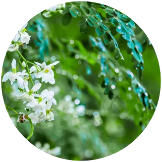 objevte sílu moringy pro zlepšení zdraví a vitalitu. přírodní zdroj živin, antioxidantů a podpory imunity pro váš každodenní život.